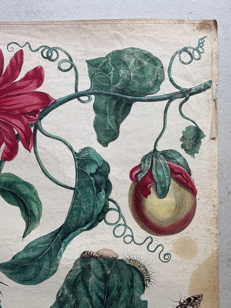 Meriam Maria Sibylla (1647-1717)  Marquiaas planche 21-photo-4