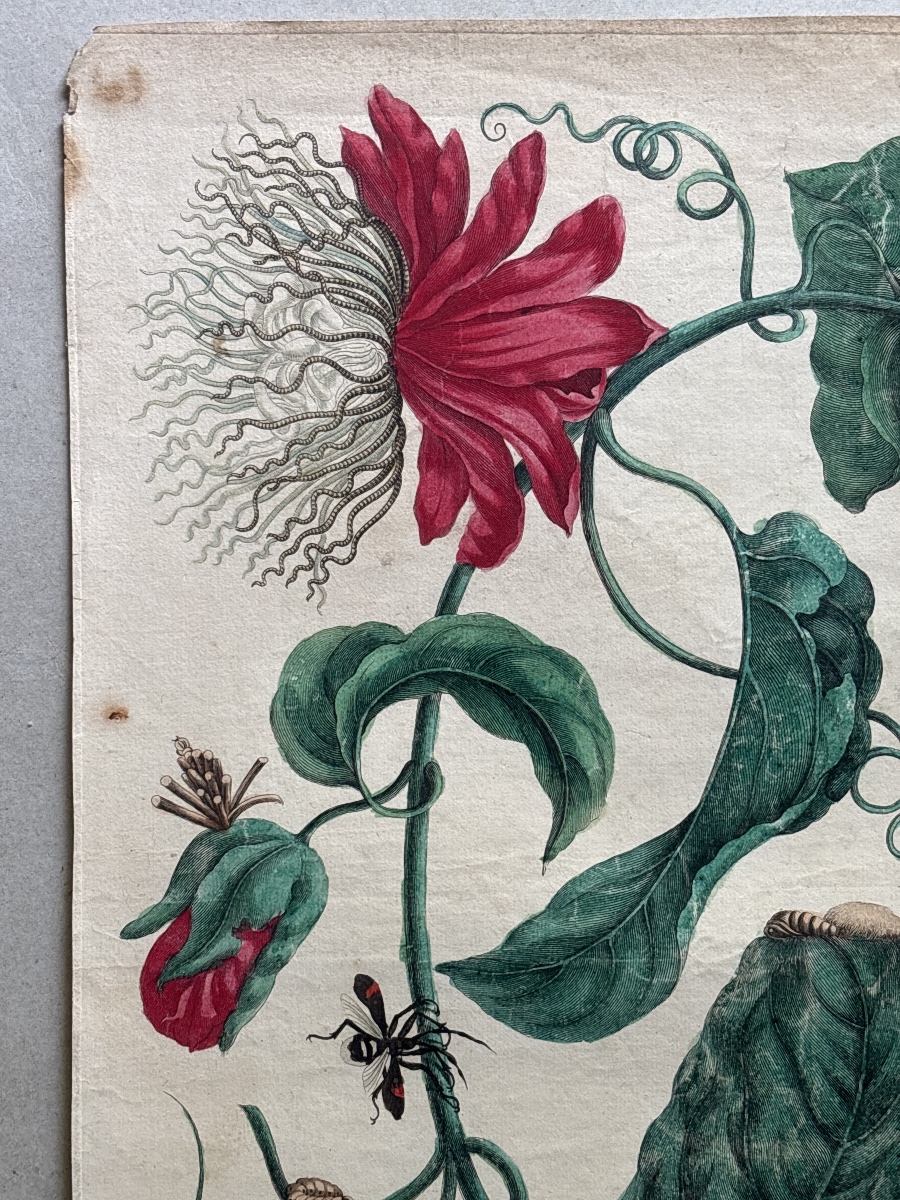 Meriam Maria Sibylla (1647-1717)  Marquiaas planche 21-photo-1
