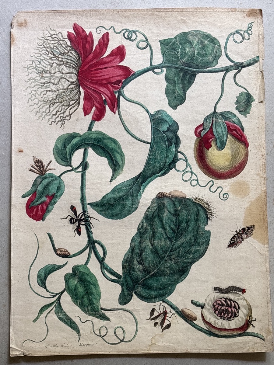 Meriam Maria Sibylla (1647-1717)  Marquiaas planche 21