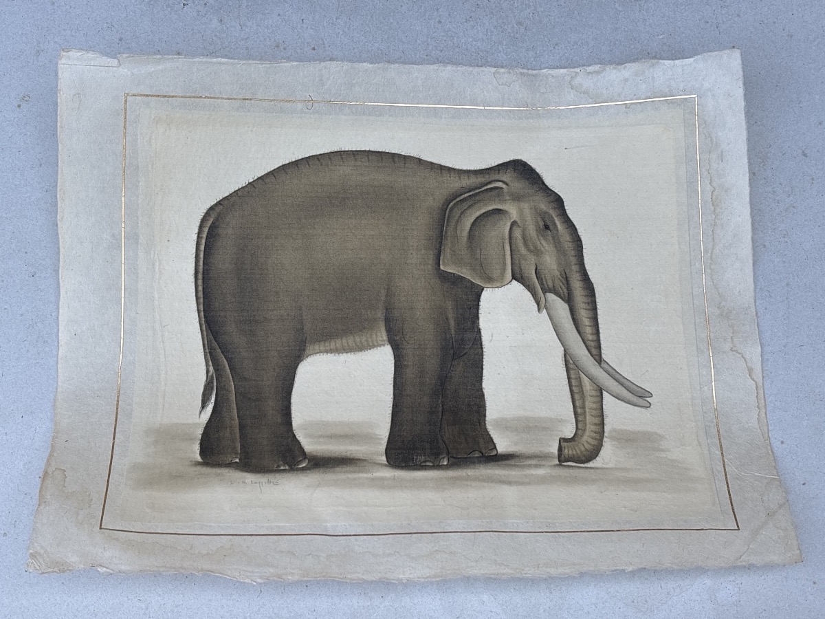 La Roche Laffitte (1943) Elephant Painted In Watercolor 