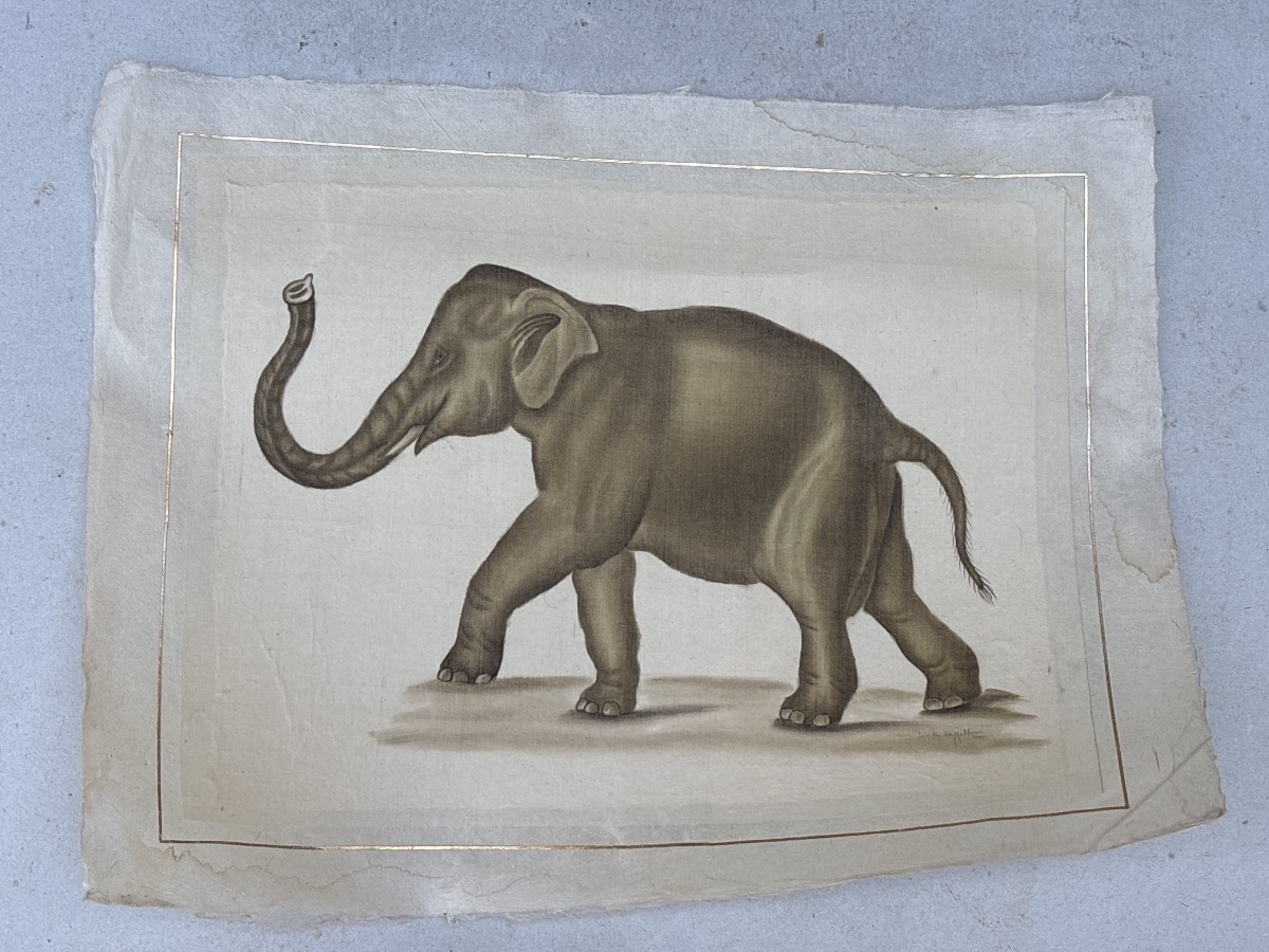 La Roche Laffitte (1943) Elephant Painted In Watercolor 