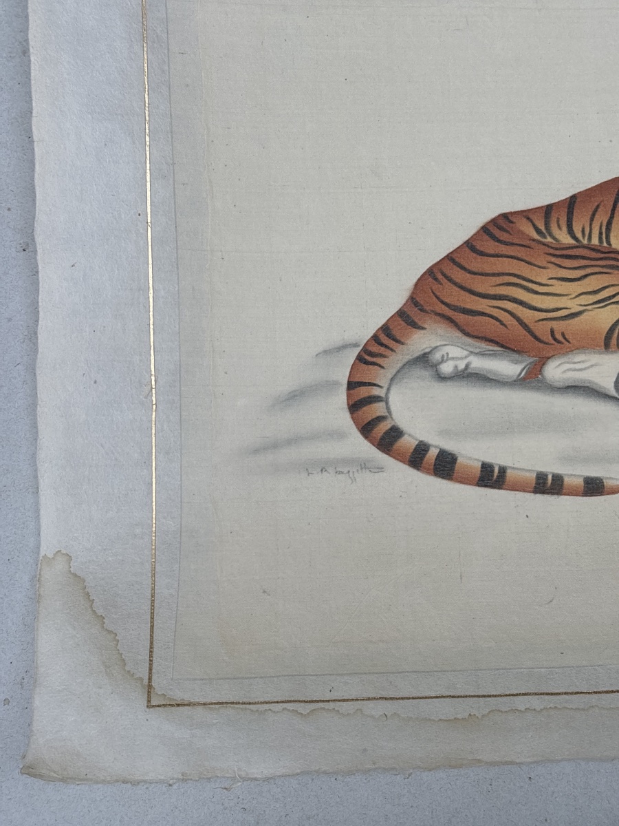 La Roche Laffitte (1943) Tigre traité à l aquarelle -photo-1