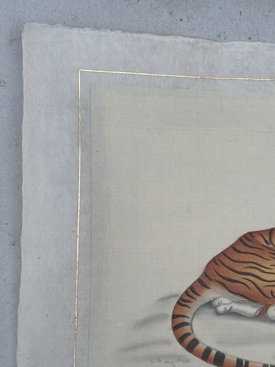 La Roche Laffitte (1943) Tigre traité à l aquarelle -photo-6