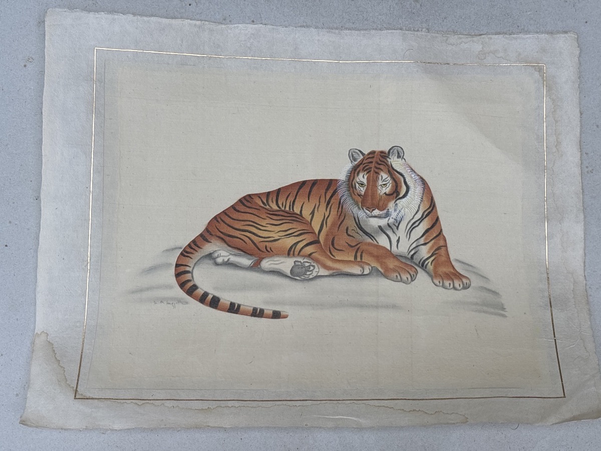 La Roche Laffitte (1943) Tigre traité à l aquarelle 