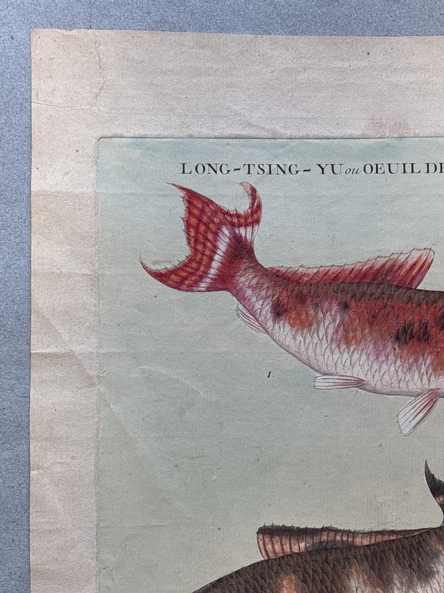 F.n. Martinet (1725–1804), Long-tsing-hu, Engraving Depicting The History Of Sea Bream, China, 1780-photo-4