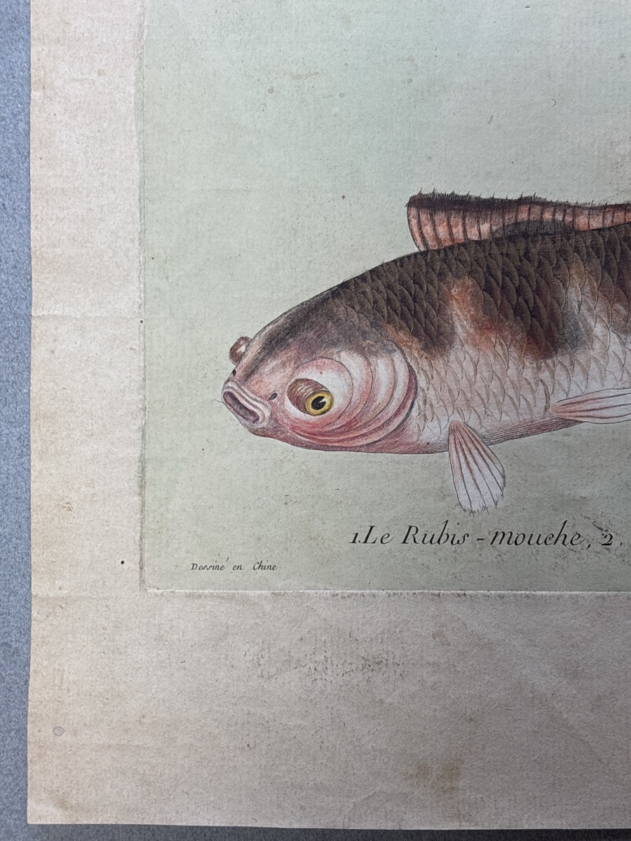 F.n. Martinet (1725–1804), Long-tsing-hu, Engraving Depicting The History Of Sea Bream, China, 1780-photo-1