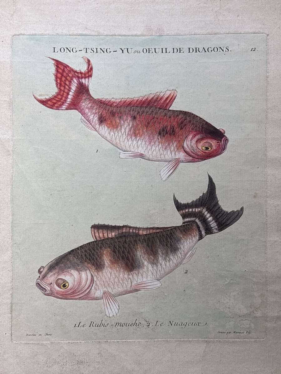 F.n. Martinet (1725–1804), Long-tsing-hu, Engraving Depicting The History Of Sea Bream, China, 1780