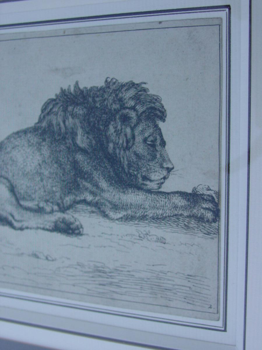 Pair Engravings "the Lions" Picart & Rembrandt Super Framed-photo-3