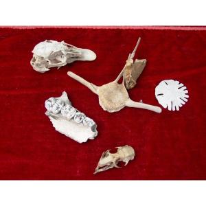 Elements Of Skeletons And Various Curiosities