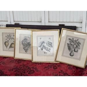 Suite de 4 gravures 19 eme figue raisin poire bigarreau 