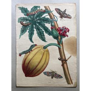 Meriam Maria Sibylla (1647-1717) Papay planche 64