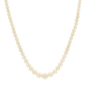 Old Necklace In Cultured Pearls