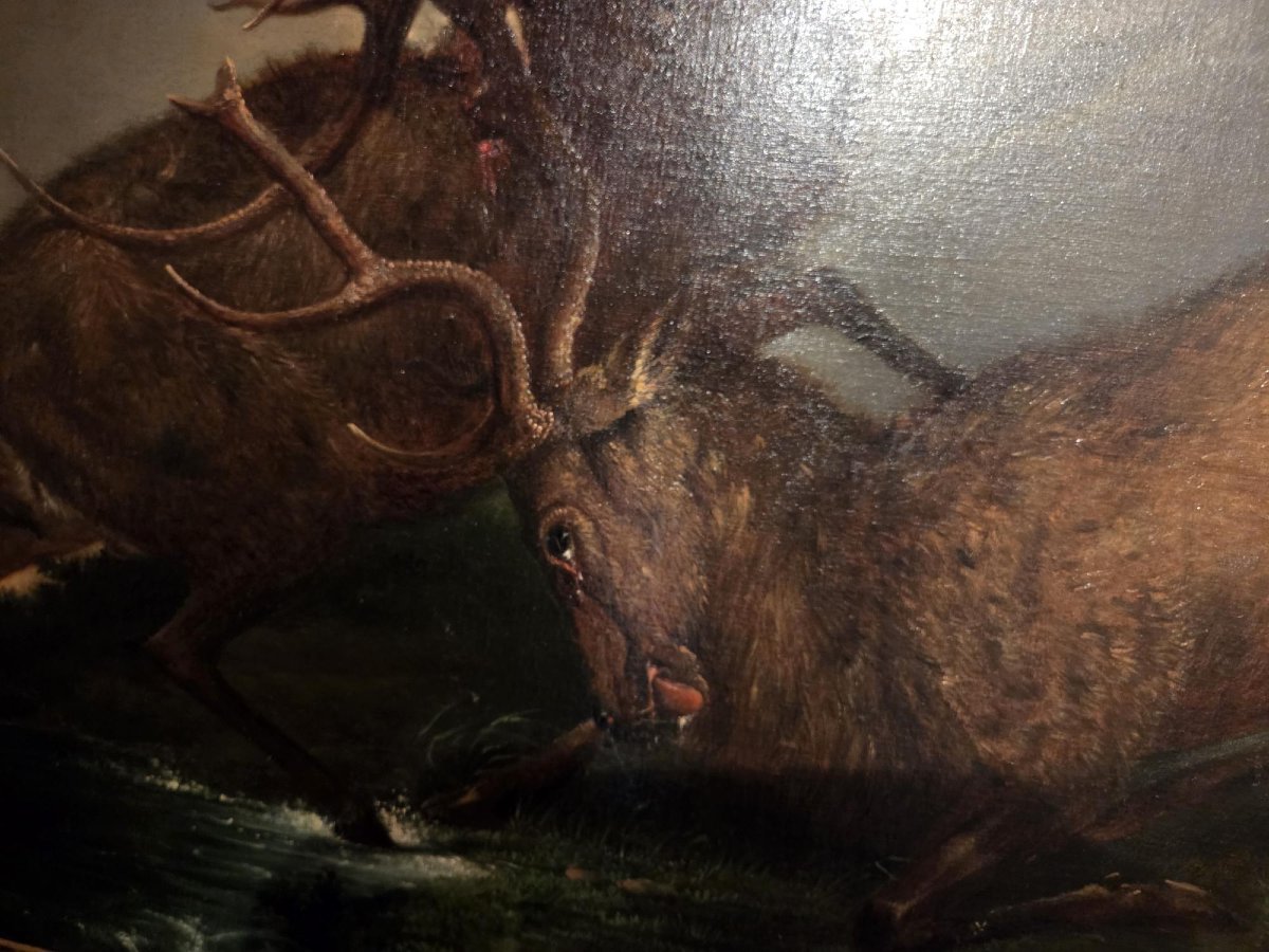 combat de cerfs 18 eme-photo-3