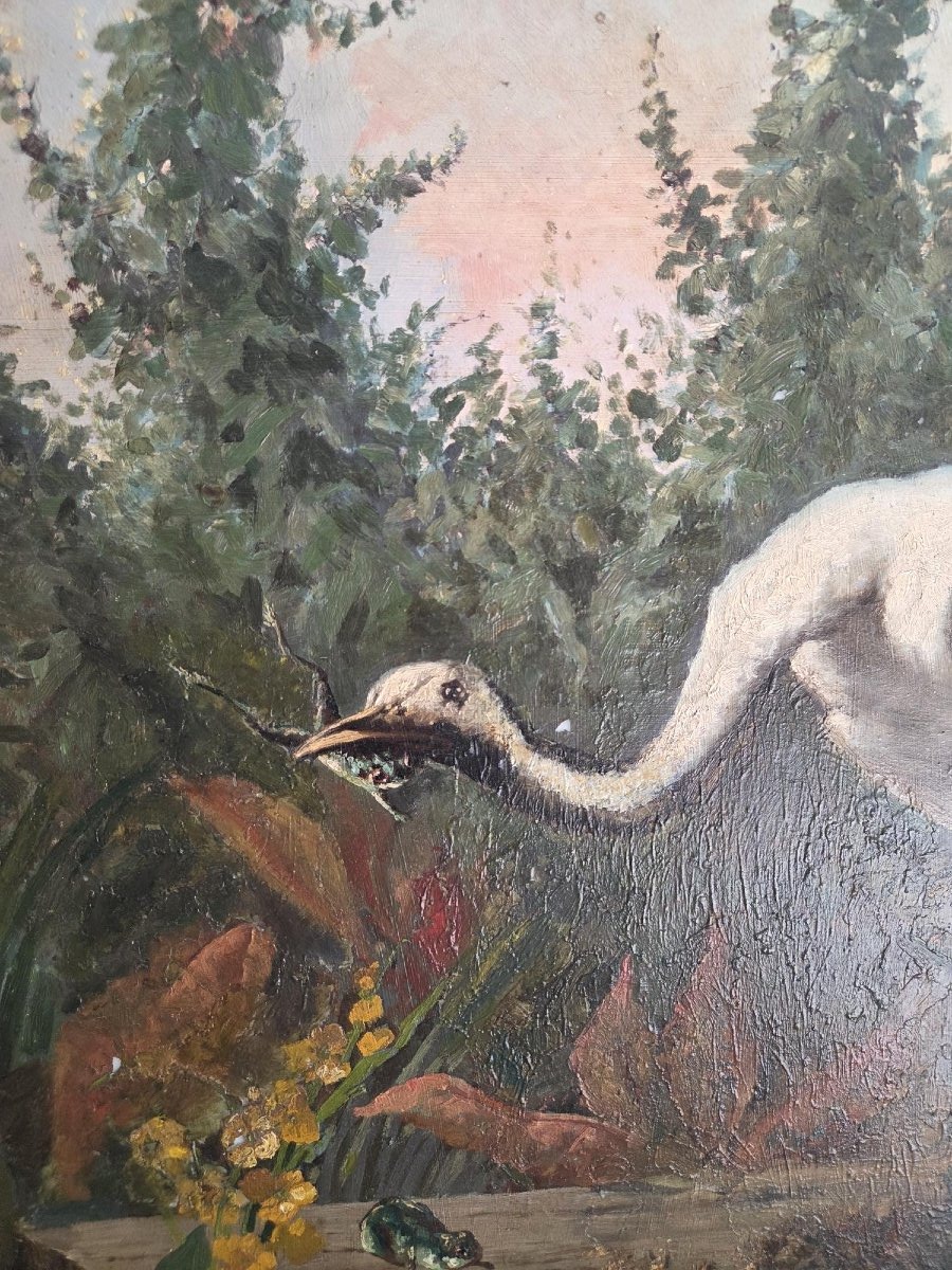 la cigogne et les grenouilles-photo-2