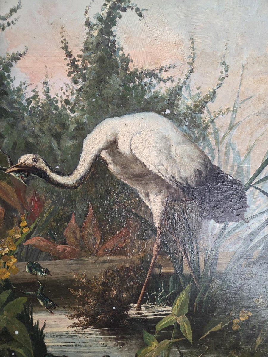 la cigogne et les grenouilles-photo-4