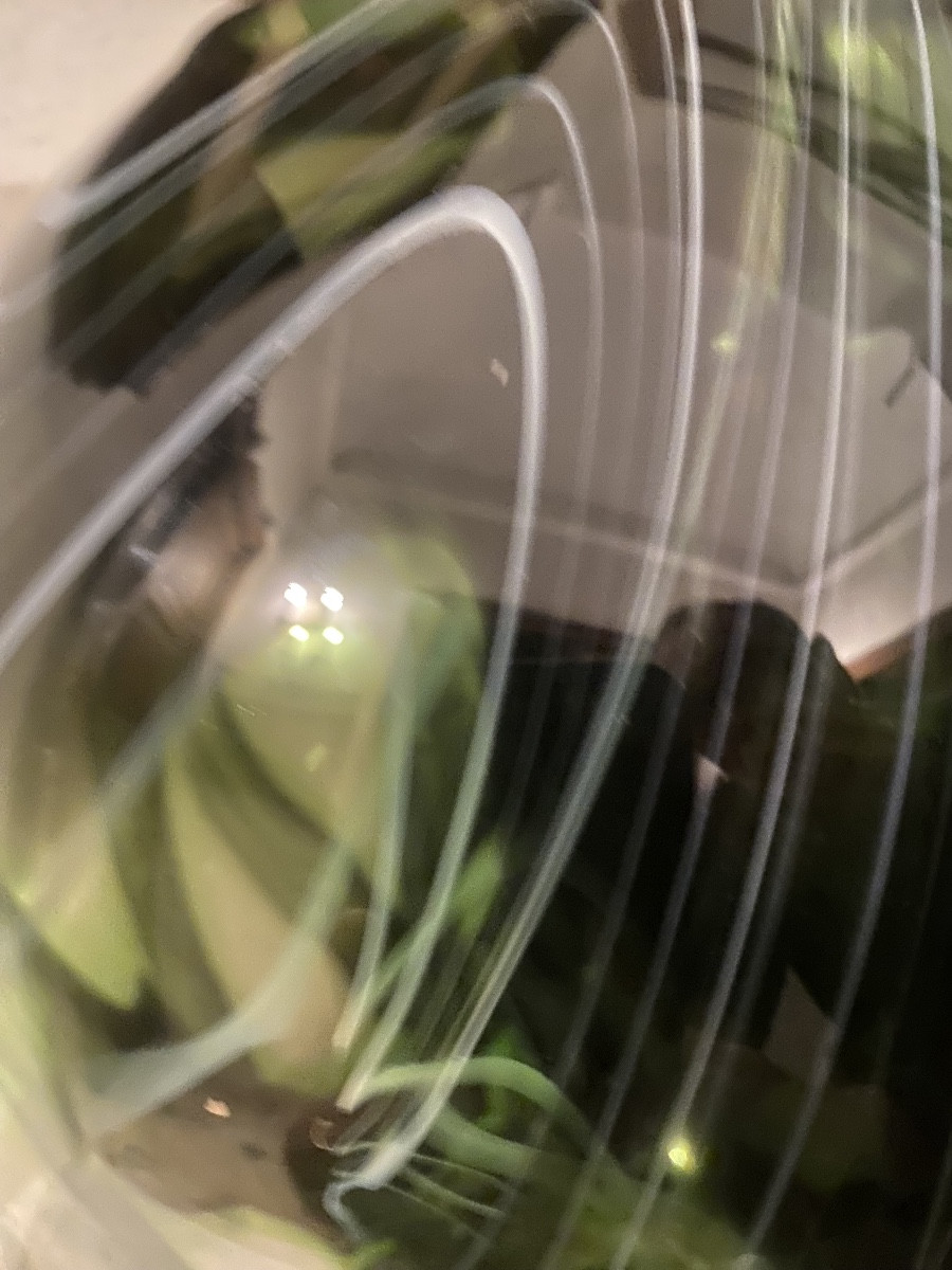   Flottement  d''herbes  Aquatiques  Dans  Un Vase  Bombé    En Verre De   Murano-photo-2