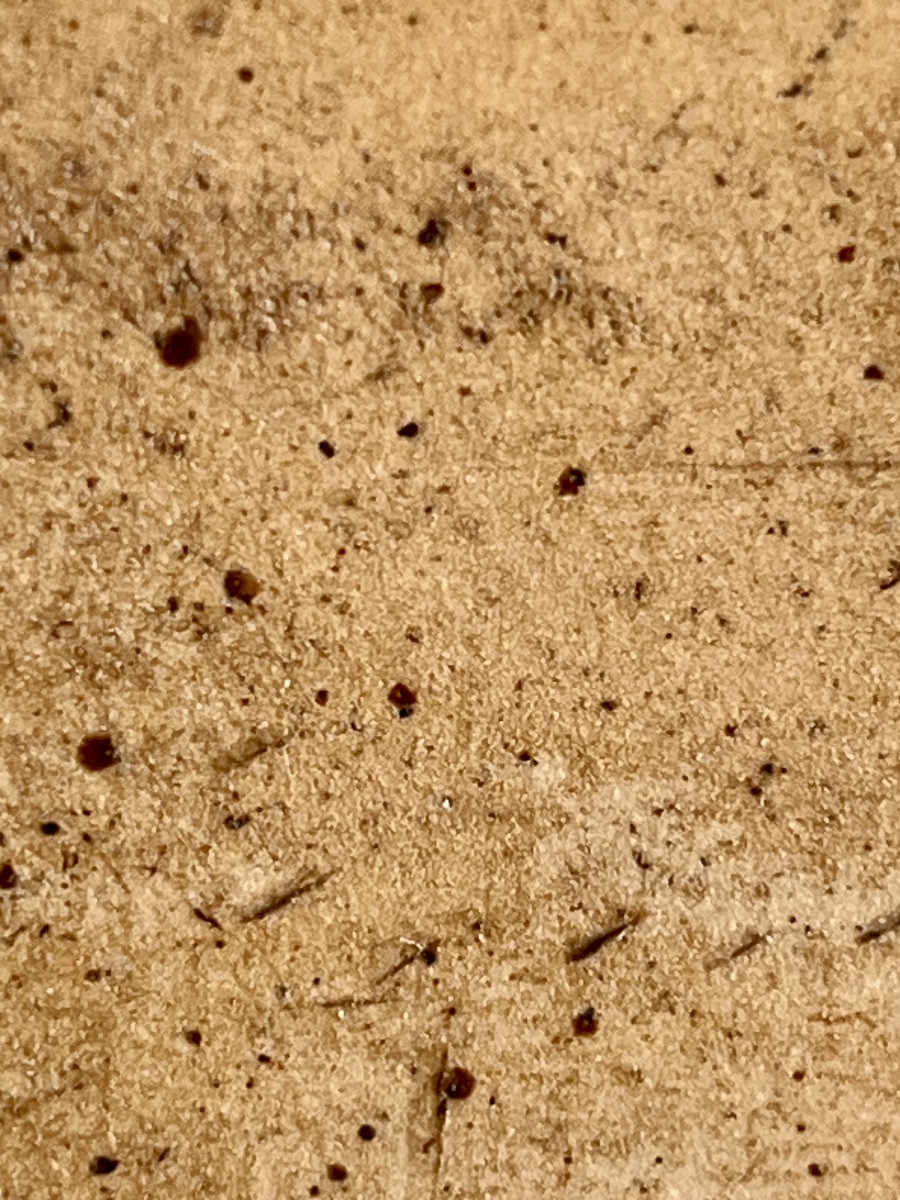 Taureaux Et Héros-photo-5