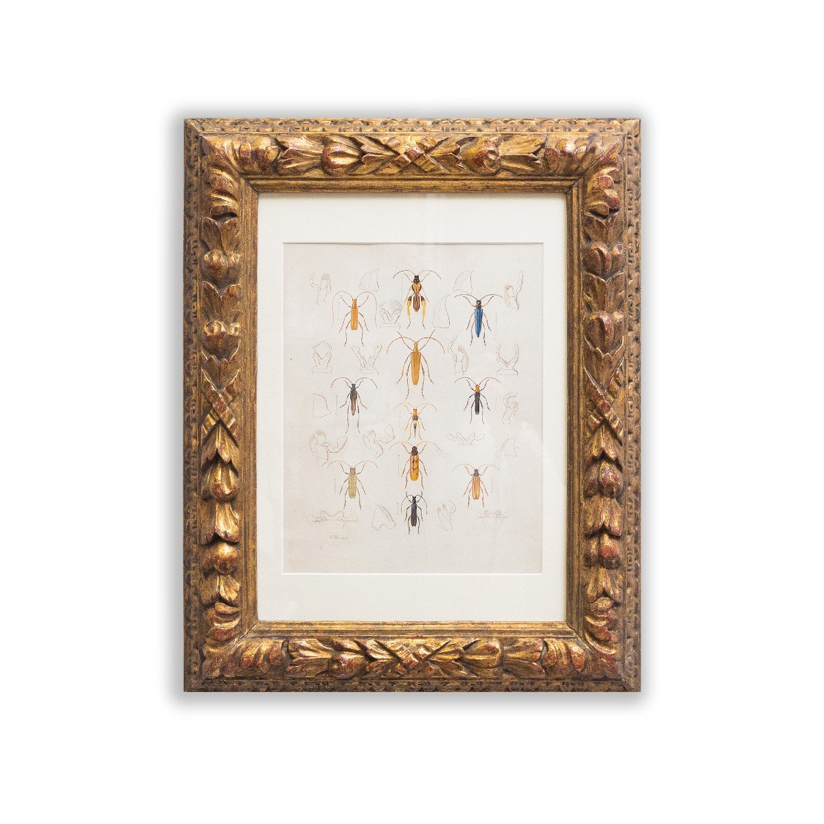 Emile Theophile Blanchard, Watercolor On Paper, " Study Of Insects," Epoch 19th Century-photo-3