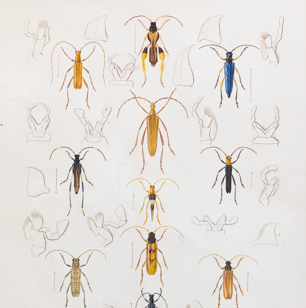 Emile Theophile Blanchard, Watercolor On Paper, " Study Of Insects," Epoch 19th Century-photo-1