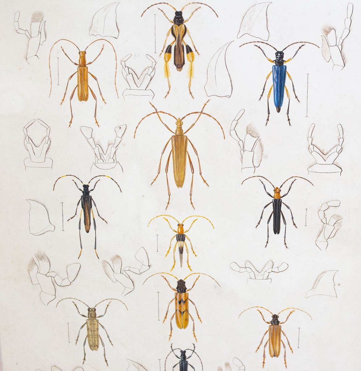 Emile Theophile Blanchard, Watercolor On Paper, " Study Of Insects," Epoch 19th Century-photo-2
