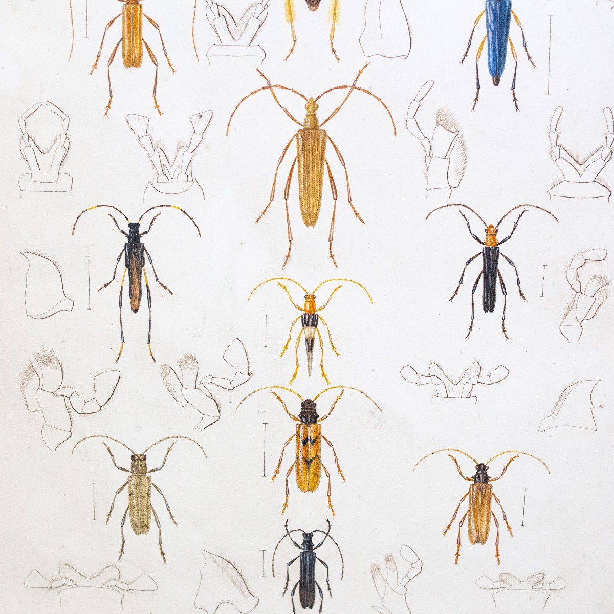 Emile Theophile Blanchard, Watercolor On Paper, " Study Of Insects," Epoch 19th Century-photo-4