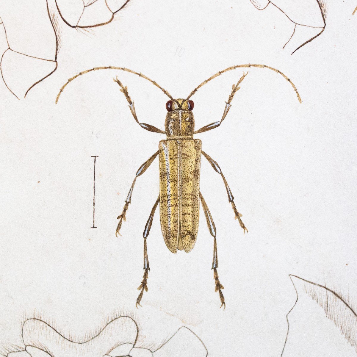 Emile Theophile Blanchard, Watercolor On Paper, " Study Of Insects," Epoch 19th Century-photo-6