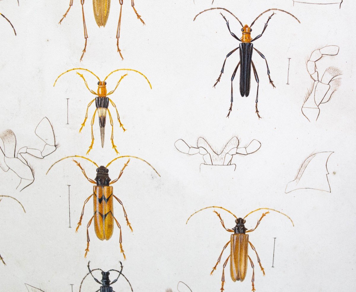 Emile Theophile Blanchard, Watercolor On Paper, " Study Of Insects," Epoch 19th Century-photo-7