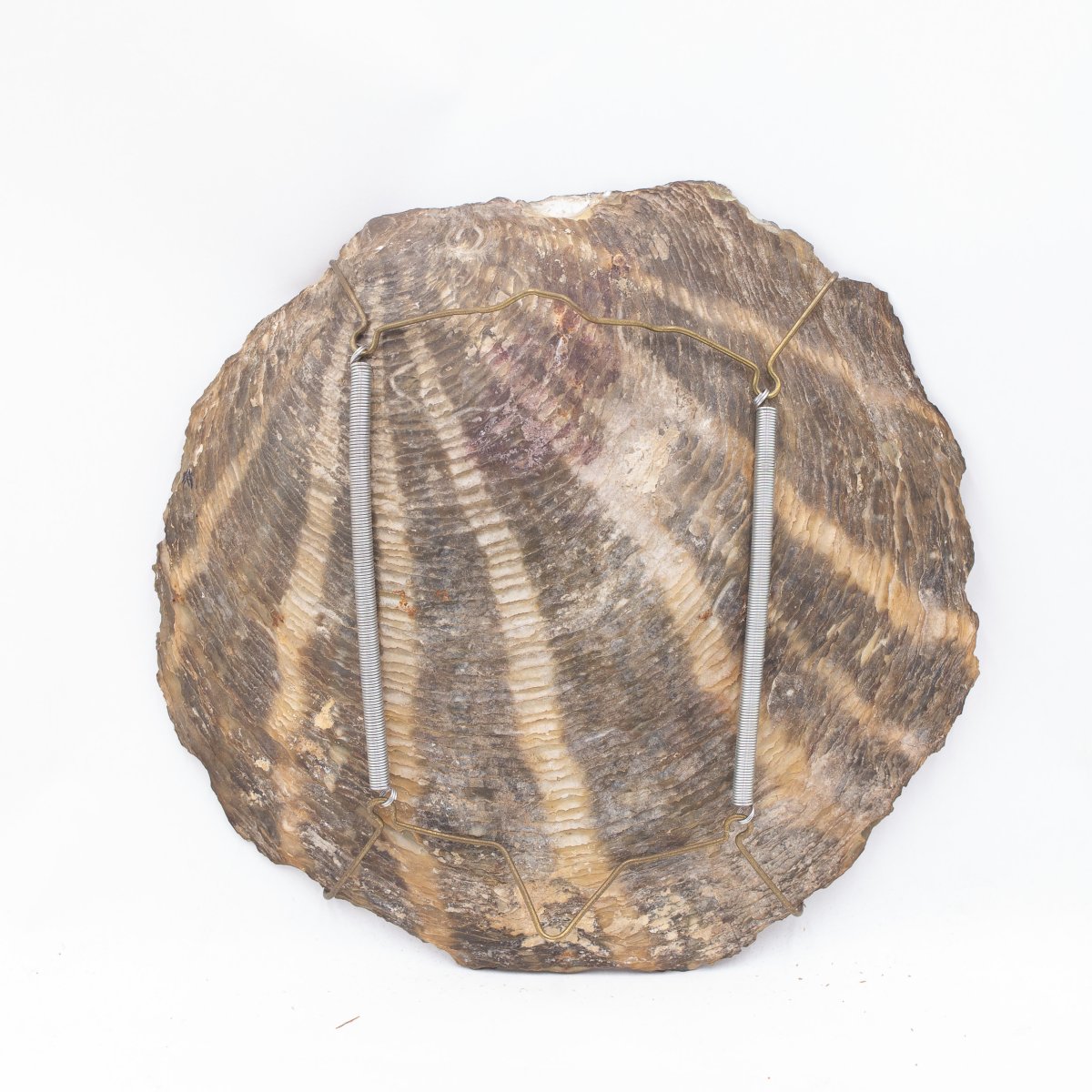 Coquillage peint par Lorenzo Delleani, signé – 1894  -photo-2