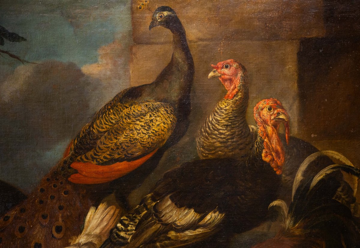 Giovanni Crivelli (il Crivellino), "peacocks, Turkeys, And Roosters," Oil On Canvas, 18th-photo-3