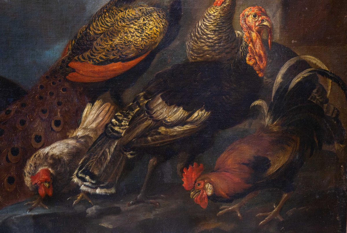 Giovanni Crivelli (il Crivellino), "peacocks, Turkeys, And Roosters," Oil On Canvas, 18th-photo-1