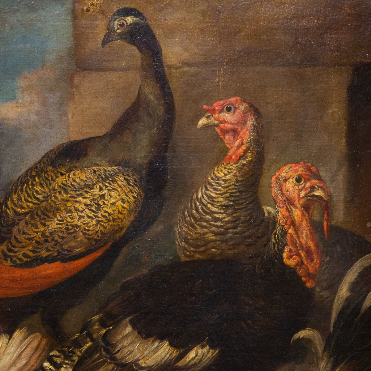 Giovanni Crivelli (il Crivellino), "peacocks, Turkeys, And Roosters," Oil On Canvas, 18th-photo-3