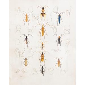 Emile Theophile Blanchard, Watercolor On Paper, " Study Of Insects," Epoch 19th Century