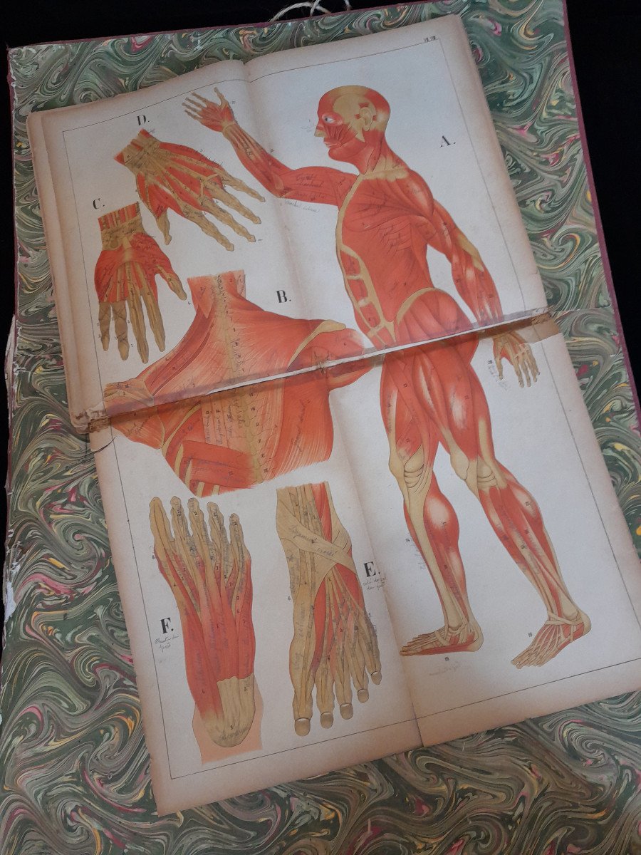 Atlas d'Histoire Naturelle - Le Corps Humain-photo-4
