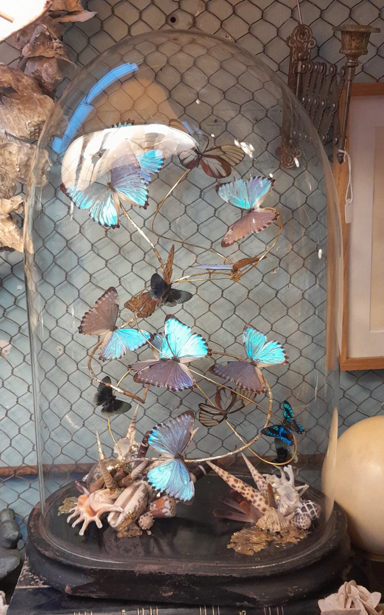 Composition Terre/mer Papillons Et Coquillages Morpho Thamyris, Lyropteryx Apollonia, Ancyluris
