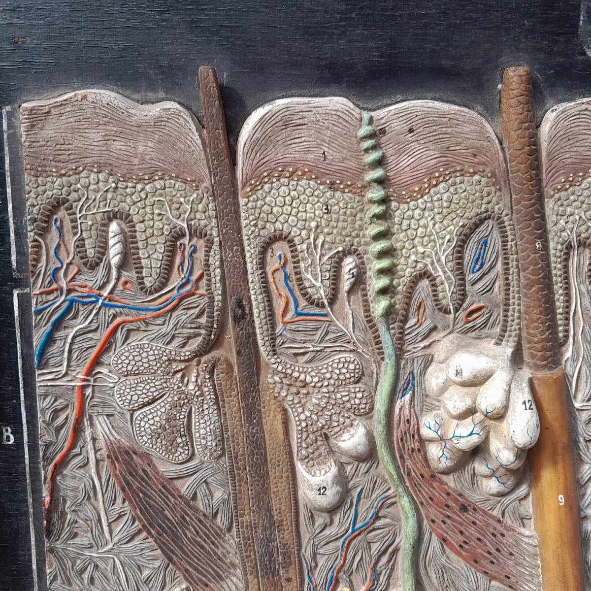 Educational Panel: Section Of The Skin, Dermis And Epidermis, Gum And Wood, 1960-photo-6