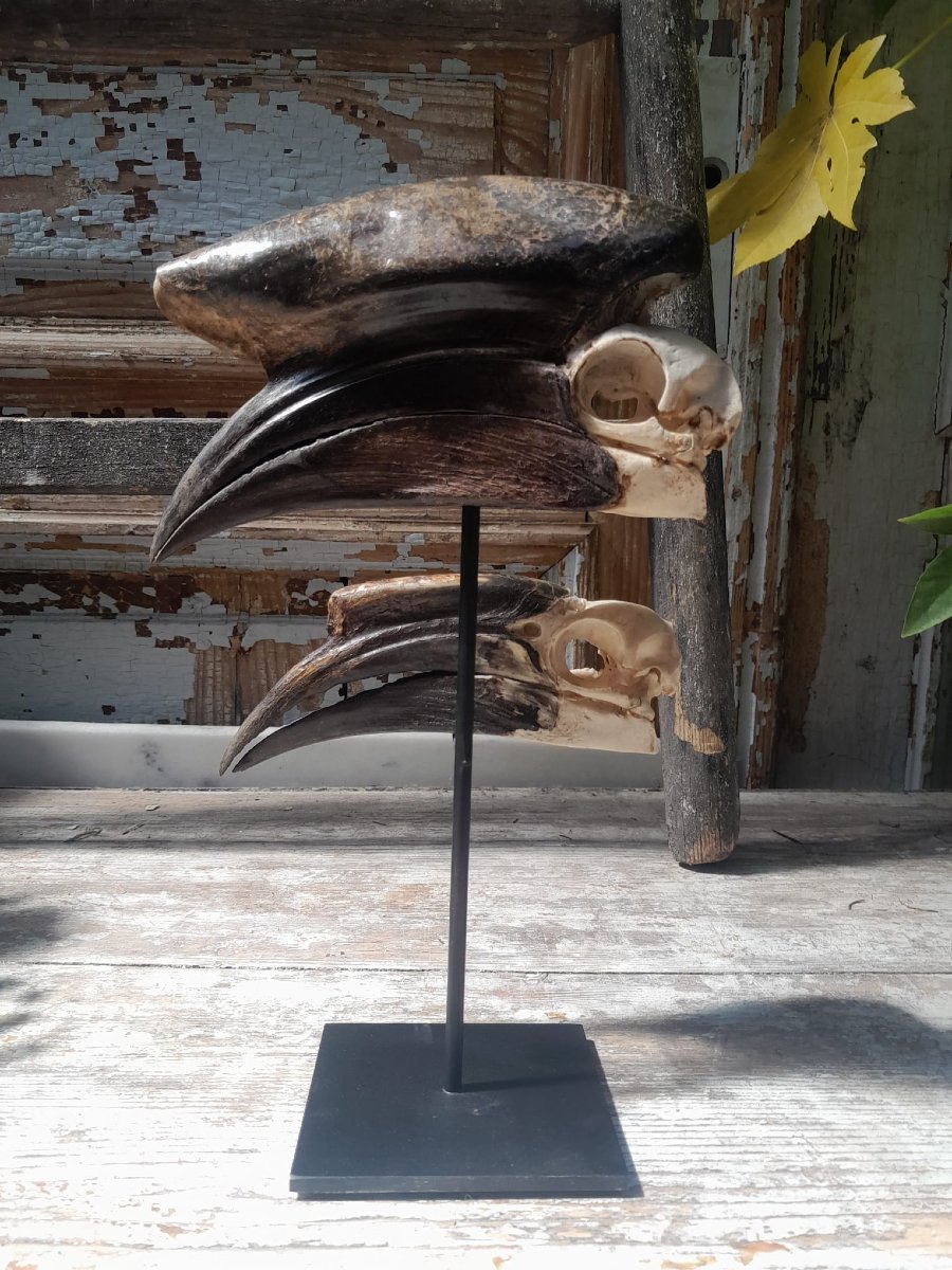 Skulls Of A Pair Of Black-helmeted Hornbills (ceratogymna Atrata)-photo-3