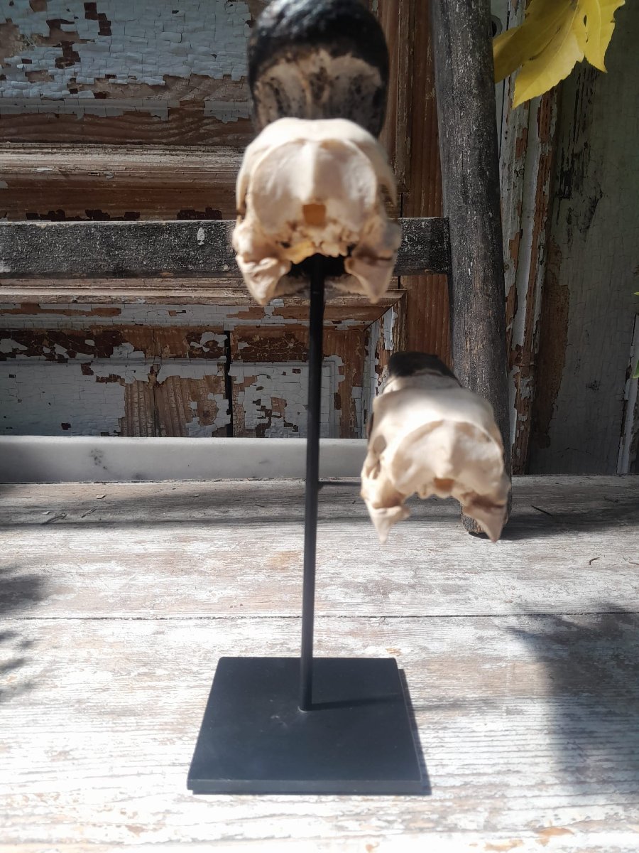 Skulls Of A Pair Of Black-helmeted Hornbills (ceratogymna Atrata)-photo-4