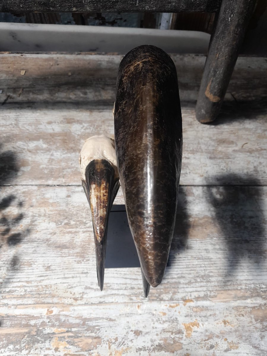 Skulls Of A Pair Of Black-helmeted Hornbills (ceratogymna Atrata)-photo-2