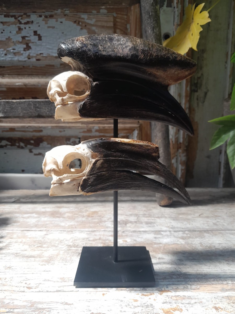 Skulls Of A Pair Of Black-helmeted Hornbills (ceratogymna Atrata)