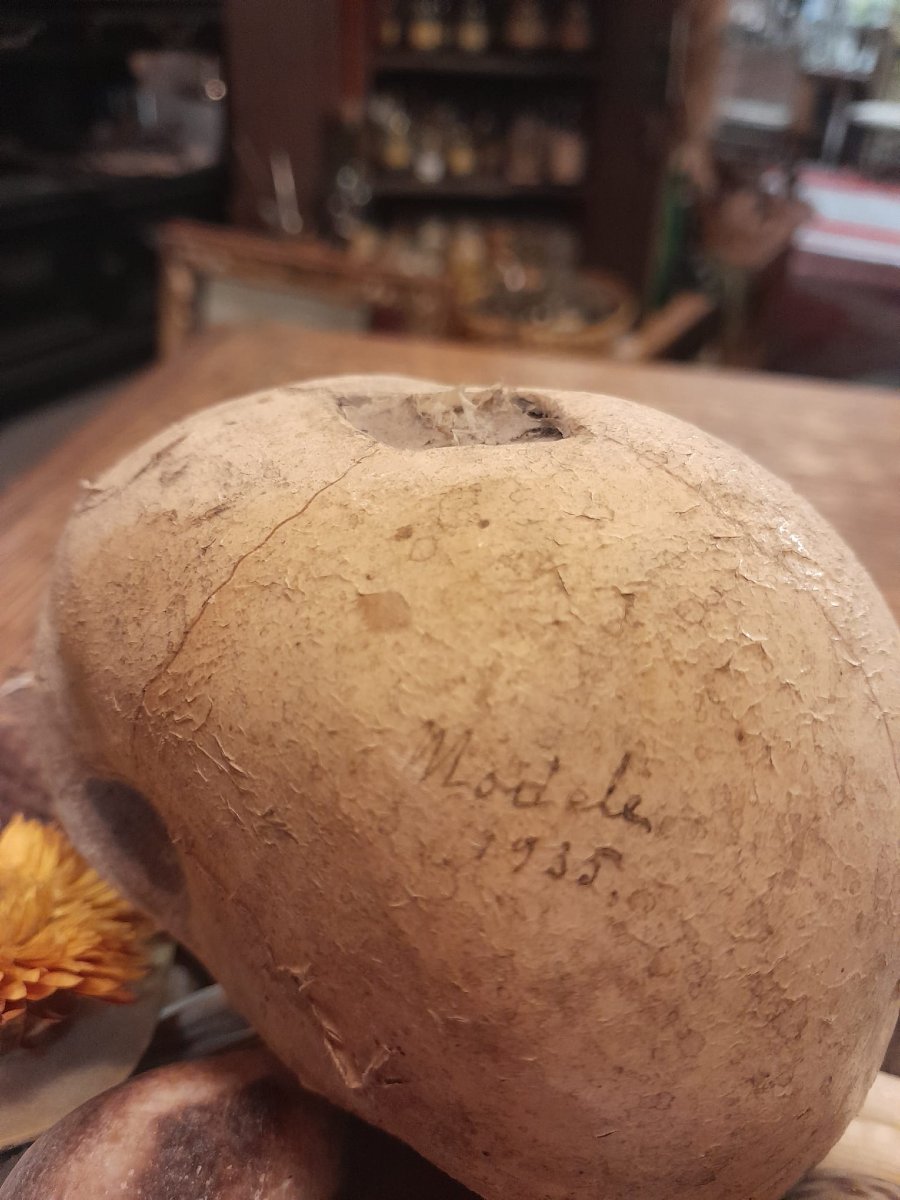 Anatomical Model By Dr. Auzoux, Papier-mâché Fetal Skull, Auzoux Workshops, 1935-photo-3