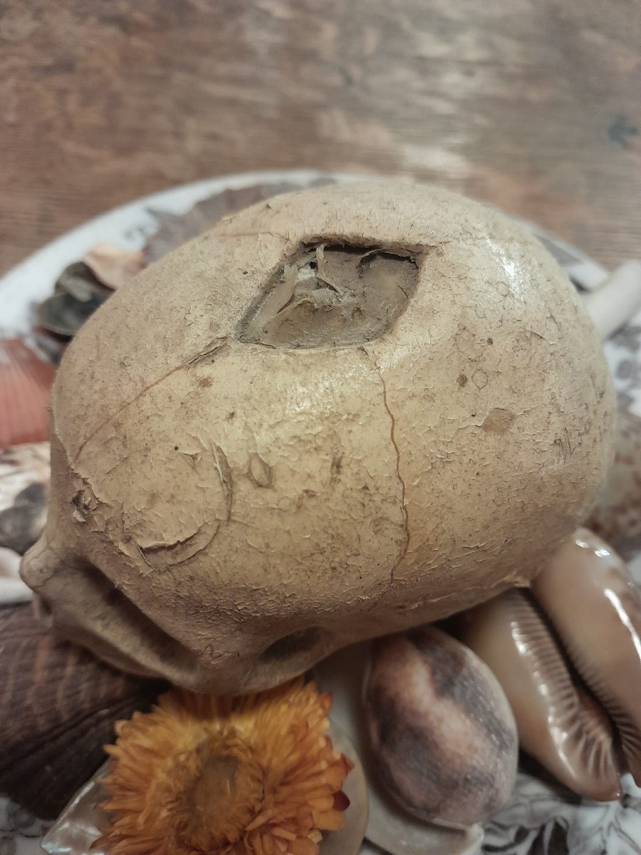 Anatomical Model By Dr. Auzoux, Papier-mâché Fetal Skull, Auzoux Workshops, 1935-photo-4