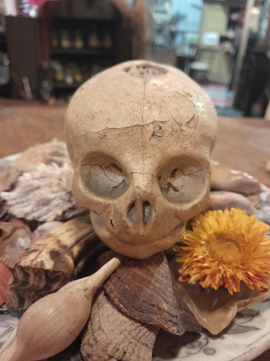 Anatomical Model By Dr. Auzoux, Papier-mâché Fetal Skull, Auzoux Workshops, 1935