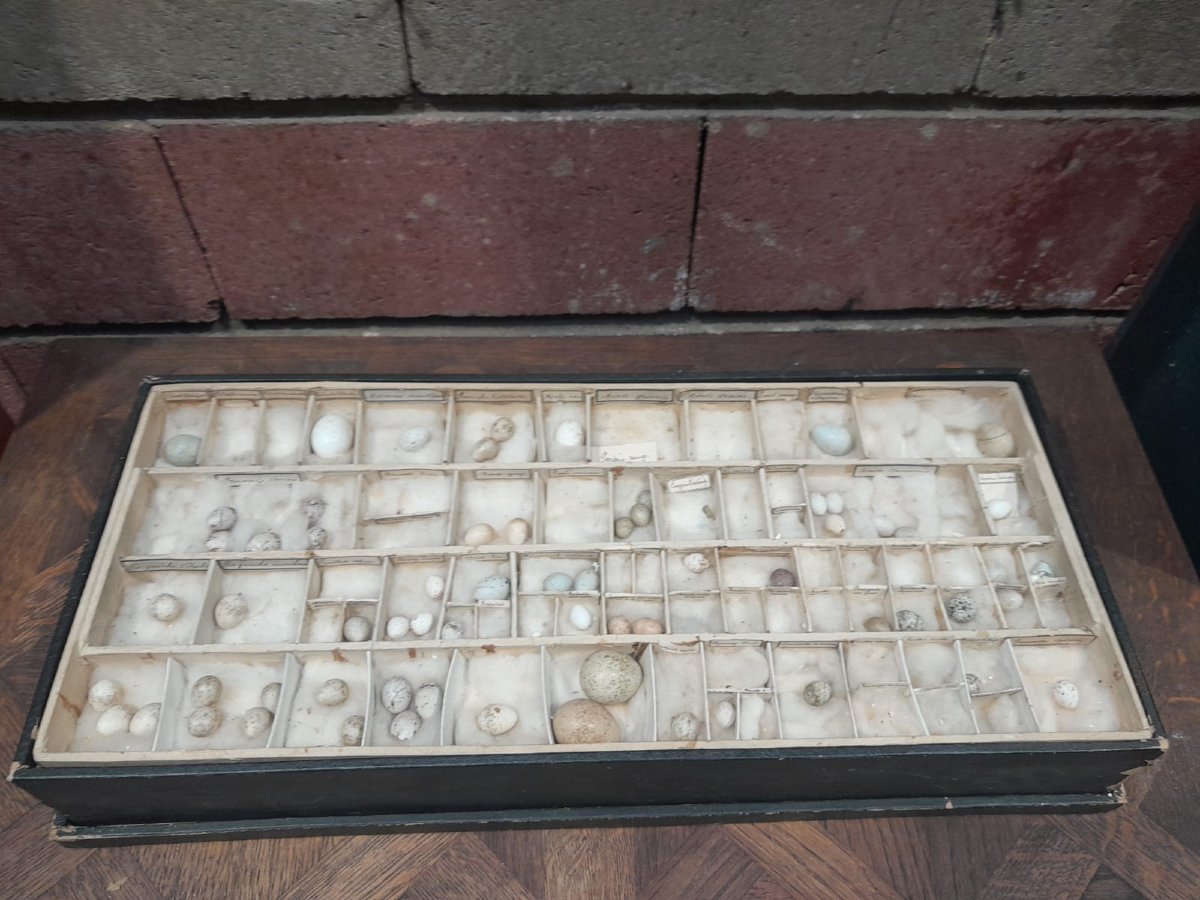 Collection d'œufs, début XXÈME, 64 espèces-photo-2