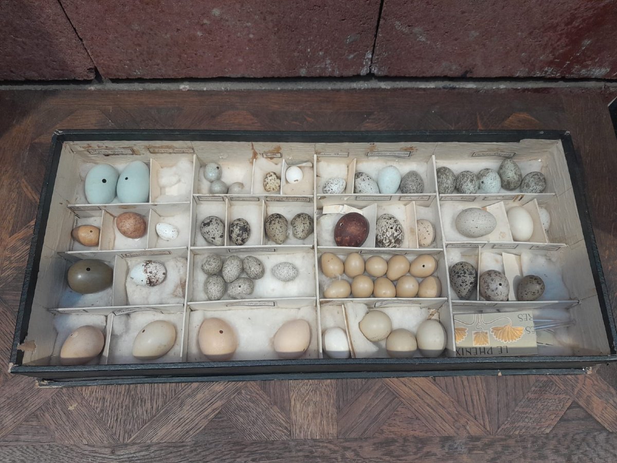 Collection d'œufs, début XXÈME, 64 espèces-photo-3