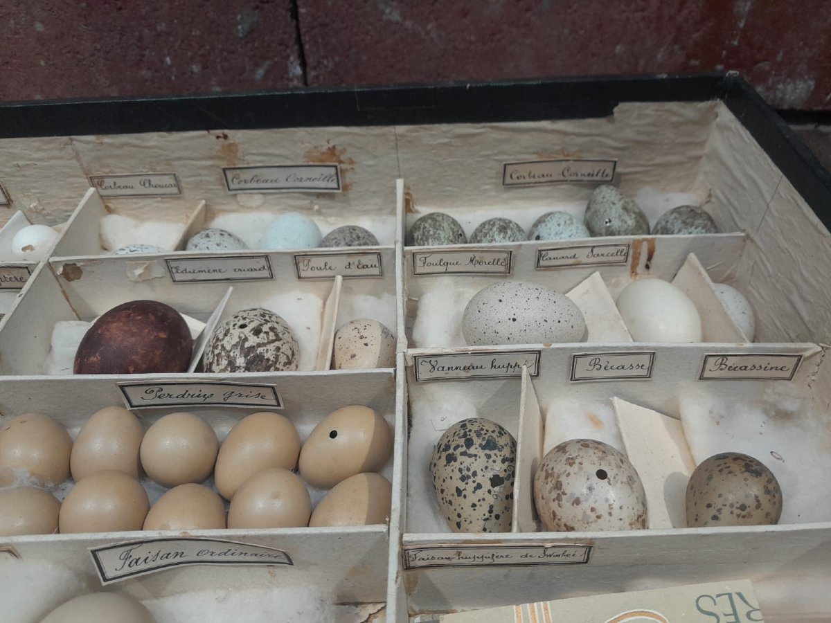 Collection d'œufs, début XXÈME, 64 espèces-photo-3