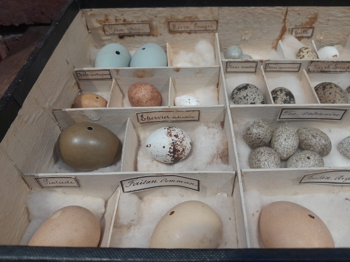 Collection d'œufs, début XXÈME, 64 espèces-photo-4