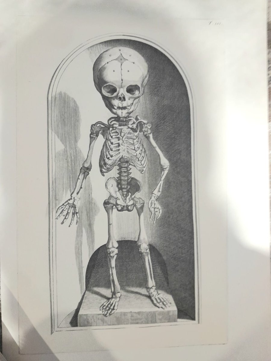 Godefridi Bidloo, De Humani Corporis, 1685 fac-similé non relié, 105 planches-photo-4