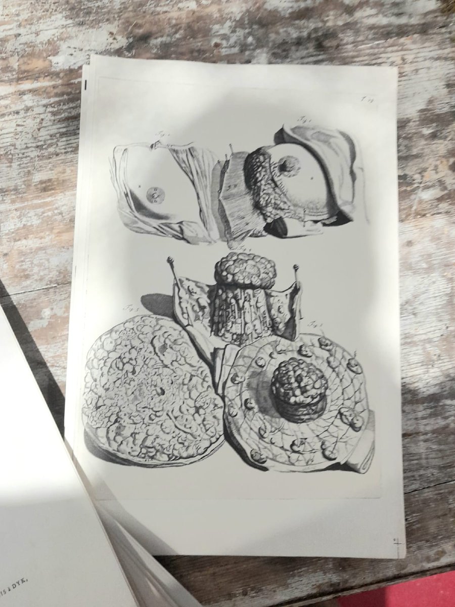 Godefridi Bidloo, De Humani Corporis, 1685 fac-similé non relié, 105 planches-photo-1