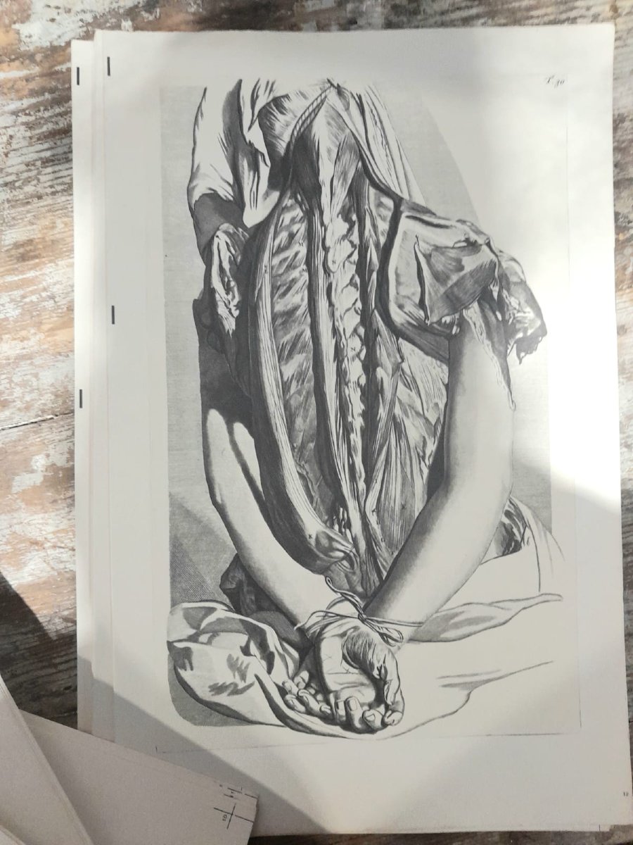 Godefridi Bidloo, De Humani Corporis, 1685 fac-similé non relié, 105 planches-photo-3