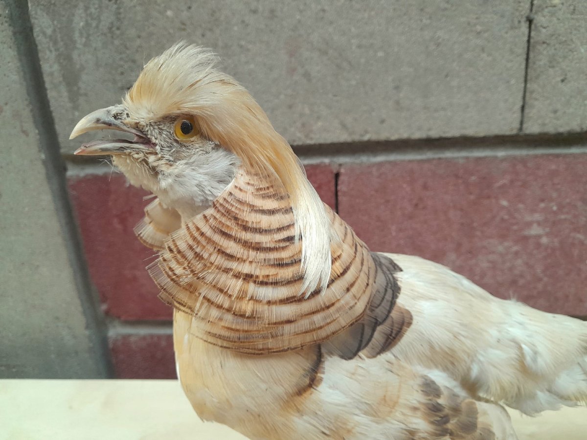 Albino Golden Pheasant (chrysolophus Pictus) Taxidermy-photo-2